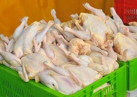 رسیدگی فوری تعزیرات به گزارشی در مورد عرضه مرغ ۲۴ هزارتومانی/ عرضه محموله به قیمت دولتی