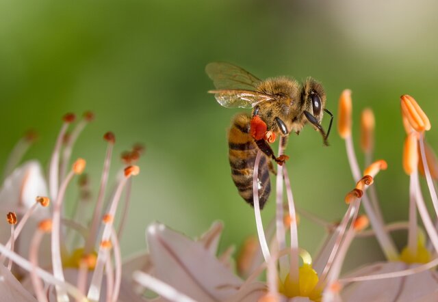 تولید کرم ضد چروک و مرطوب‌کننده برپایه محصولات طبیعی زنبور عسل