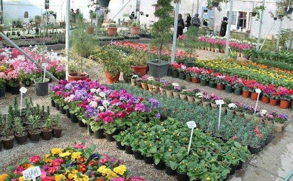 صنعت گل در کشور مبتنی بر واردات است/کاری برای اهلی‌کردن گیاهان بومی نشده است