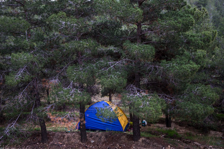 چرایی کاشت درختان غیربومی در بوستان یاس