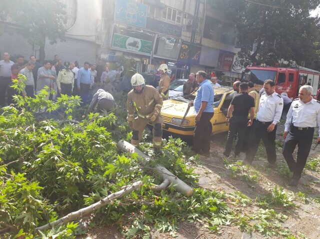 سقوط درخت چنار در خیابان شریعتی + عکس