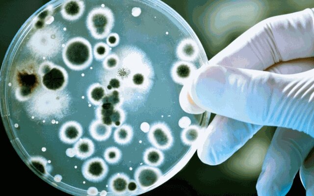 دستیابی به ماده استراتژیک و پایه تولید ۵۲ نوع آنتی‌بیوتیک با کمک سلول زنده
