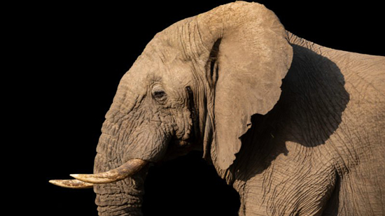 چرا گوش فیل‌ها این‌قدر بزرگ است؟