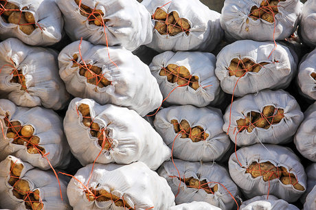 ممنوعیت صادرات سیب‌زمینی به عراق لغو شد