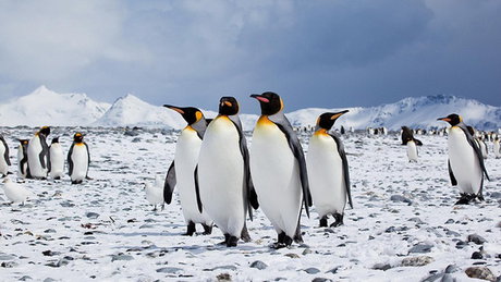 پنگوئن‌های امپراتور قطب جنوب در معرض انقراض ناشی از گرمای زمین