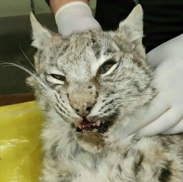 تلف شدن یک گونه نادر  از گربه‌سانان در تصادف جاده‌ای+عکس