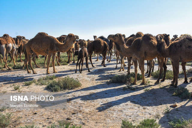 خشکی دریاچه ارومیه فرصتی برای شترداری در «خور خور»