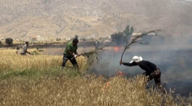 بیش از ۱۵۰ هکتار از مزارع گندم چرام در آتش سوخت