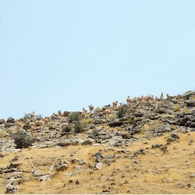 تبدیل بوستان جنگلی «سرخه‌حصار» به «اکو پارک»