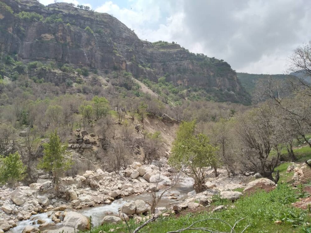 زوال بلوط چالش مهم زاگرس‌/ ورود نمایندگان به این چالش ضروری هست