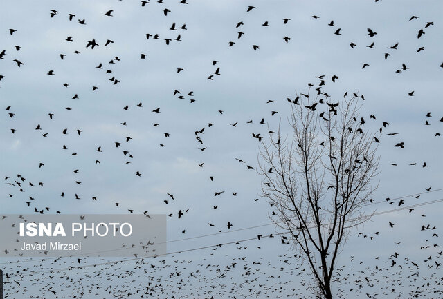 خون پرندگان سیبری را در ایستگاه مرگ می ریزند