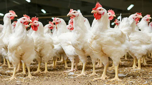 فناوری جدید جایگزین گوشت؛ پَر مرغ میل دارید؟