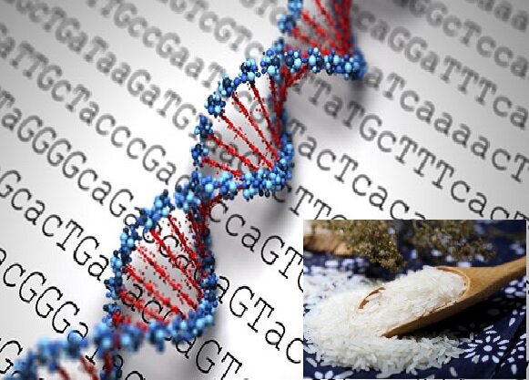صدور شناسنامه ژنتیکی برای ۲۰۰ رقم برنج تجاری دنیا/تشخیص تقلبات با انگشت نگاری ژنتیکی