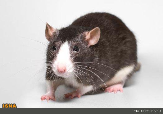 معضل هجوم موش‌ها به استرالیا و خطر استفاده از دانه‌های سمی