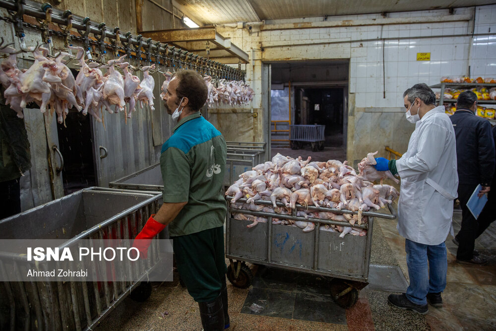 یک دلیل برای گرانفروشی مرغ کشتار روز در بازار