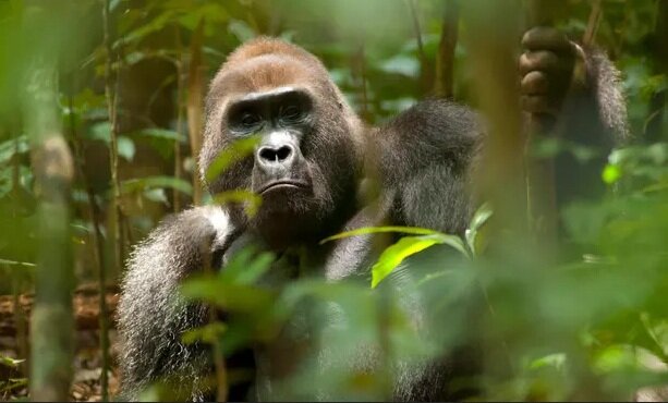 پیش بینی کاهش ۹۰ درصدی زیستگاه های میمون های بزرگ در آفریقا