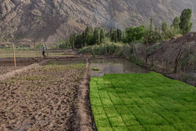 نشاء برنج در شالیزارهای منطقه الموت – قزوین