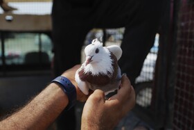 جمعه بازار فروش حیوانات و پرندگان اهلی در بندرعباس