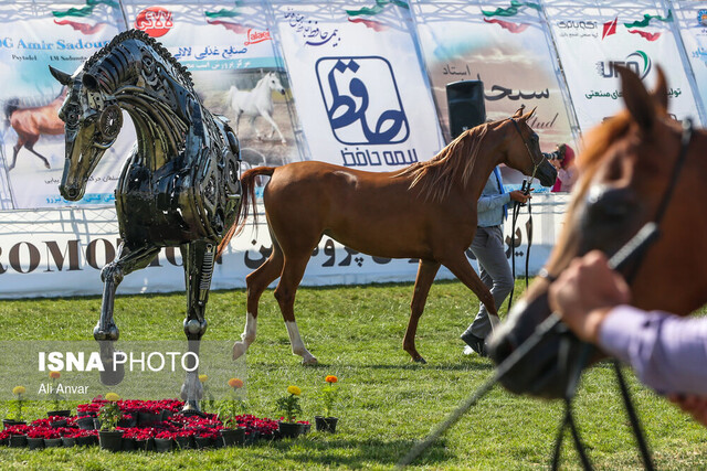 سطح بالای مسابقات زیبایی اسب اصیل عرب در خوزستان با حضور ۳ داور خارجی