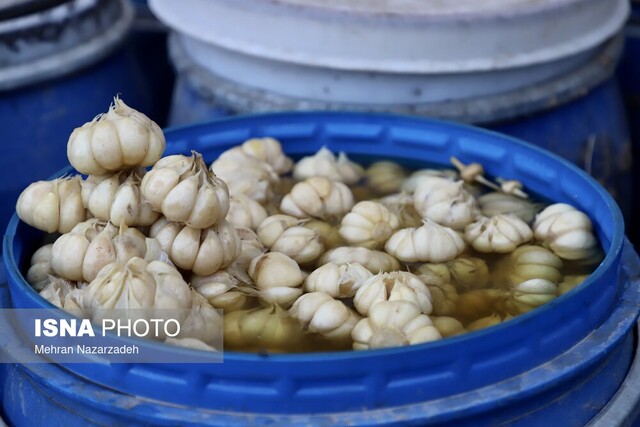 «سیر تیمورلو» پایتختی برای فرآوری و صادرات سیر ایران