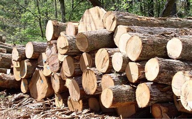 موانع واردات چوب به کشور/ راهکار افزایش صادرات مبلمان چیست؟