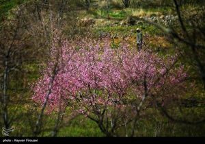 بهار دل انگیز کردستان بهار دل انگیز کردستان