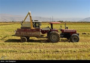 برداشت برنج در شالیزارهای کامفیروز- فارس