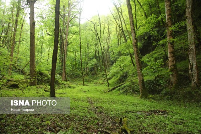آتش‌سوزی‌هایی که احیای جنگل‌ها را برای سال‌ها به تعویق می‌اندازد